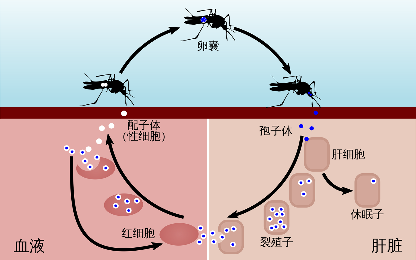 帶你認(rèn)識瘧疾